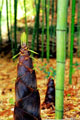 Chinese Food Photo: Bamboo Shoot